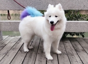 开云APP-半场演出秀，半场绞肉机—拉梅洛跨界对决中持续制造杀伤