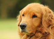 开云体育登录-迟暮的刃与不落的弦月，保罗在西决生死夜成为那枚唯一的胜负手