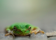 开云APP-三换七奇袭，当伦纳德从交易添头化身关键先生