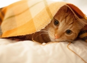 开云体育平台APP-枪声终响，当阿森纳在命运的抢七局终结加纳