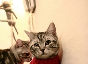 开云体育-莫兰特撕裂洛城德比，当个人英雄主义撕碎战术版