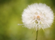 开云下载-大脑战胜肌肉，日本篮球的战术革命与NBA的格鲁吉亚奇迹