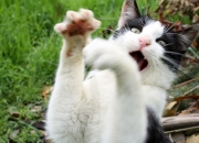 开云体育在线-错位时空的绿白风暴，阿尔及利亚国家队踏平皇家社会的战术革命