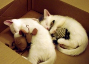 开云下载-克莱，你拿什么解？