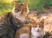 开云体育-北伦敦的意德比，厄德高冠军级表现点燃焦点战之夜