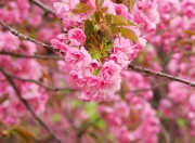 开云体育app-次元裂缝，当班凯罗爆发撞上辽宁铁壁，火箭22连胜神话戛然而止