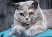 开云体育app-终局活塞，在排名战的悬崖边带走森林狼