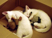 开云体育登录-绿茵与硬木，两个血脉偾张的夜晚，同一种人类极限的惊叹