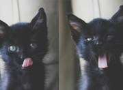 开云体育-文章正文（选用标题一为基调）