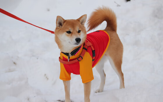 飞越封锁线,当莫兰特撕裂爵士防线,上海队看到另一种可能