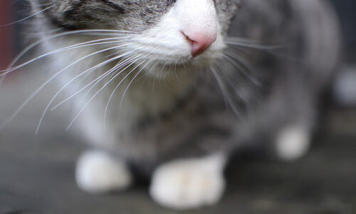 当上海队封锁森林狼,哈登在NBA季后赛的降维接管