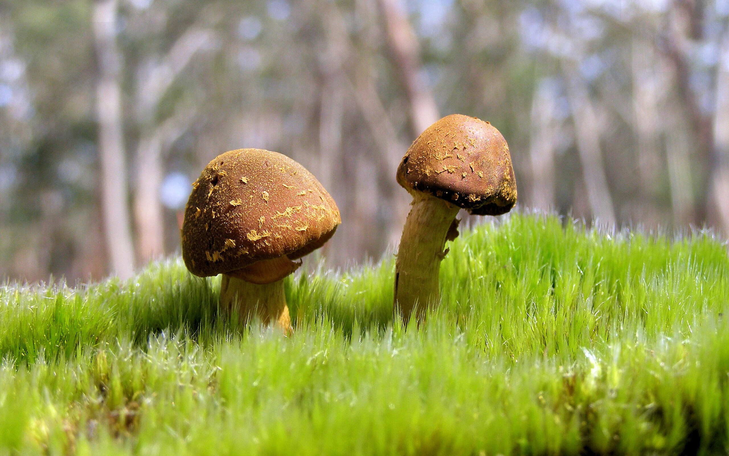 英超争冠焦点战,太阳稳稳拿下76人,当太阳在同一夜升起