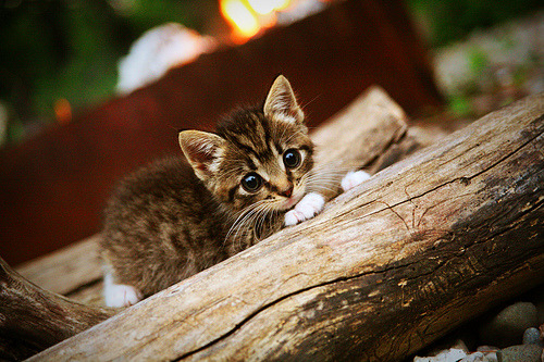 跨洋博弈,爱德华兹的节奏狂想曲与湖人战术矩阵的唯一性暗夜对决