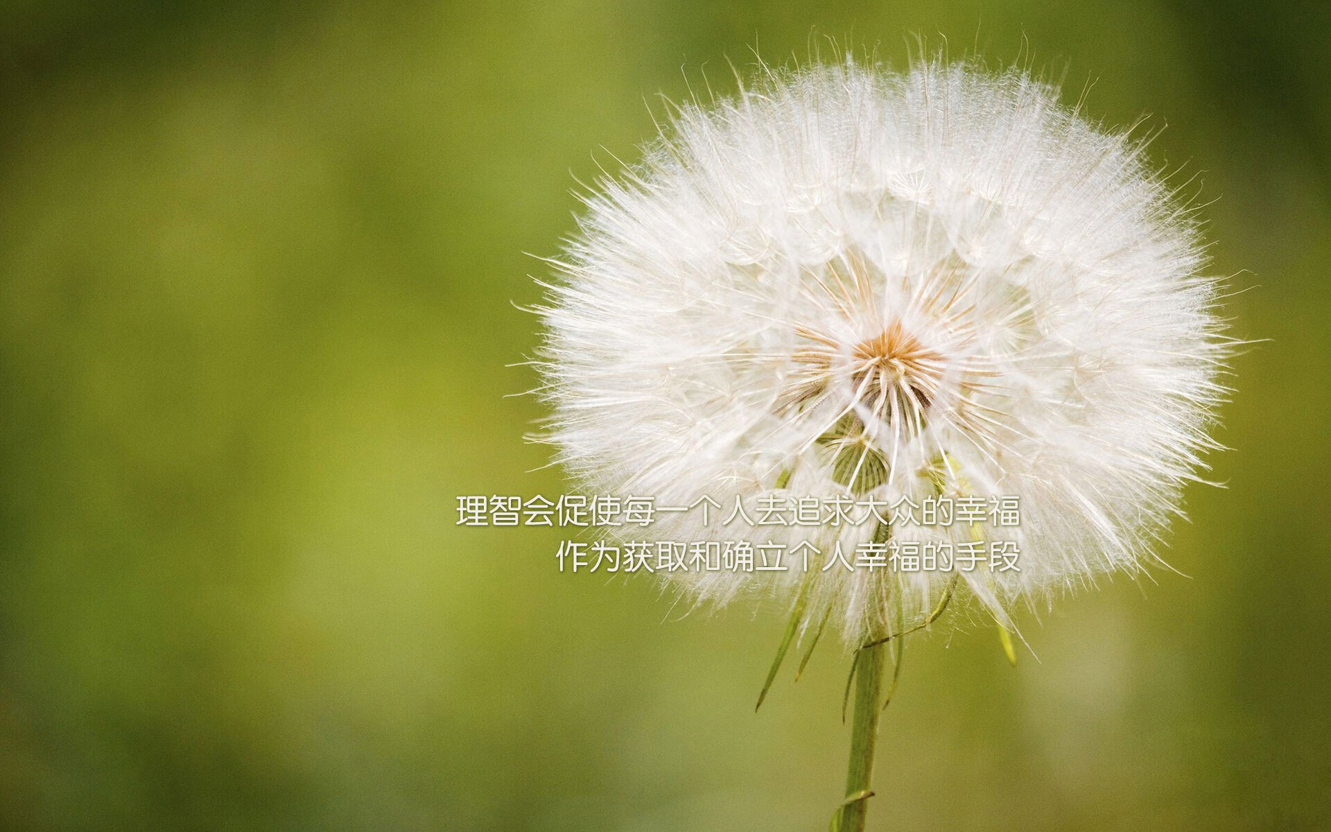 大脑战胜肌肉，日本篮球的战术革命与NBA的格鲁吉亚奇迹