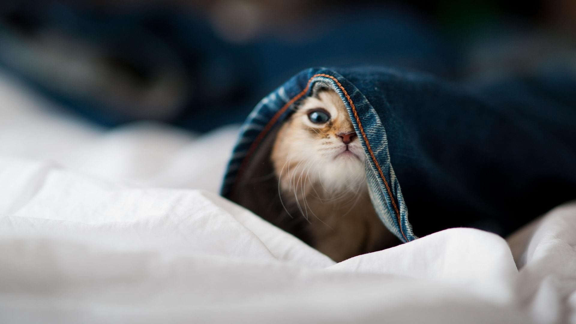 掀翻爵士的那匹狼，在西决成了孟菲斯的幽灵