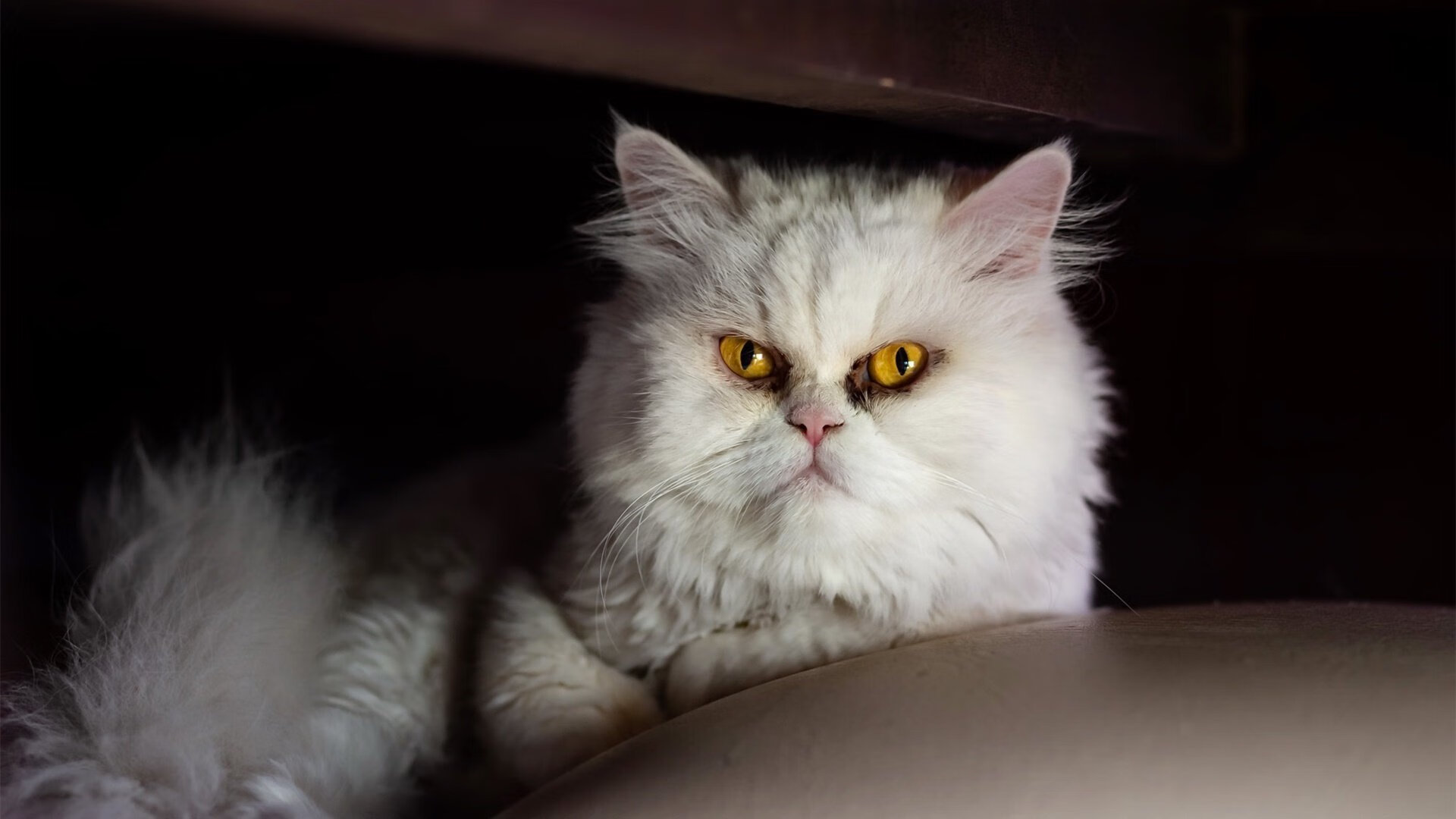 当利物浦铁闸遇见沙漠之狐，一场平行宇宙中的绿茵风暴