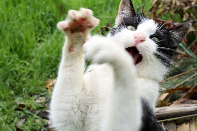 星尘入眼,与格列兹曼共舞于2026年玫瑰碗之夜