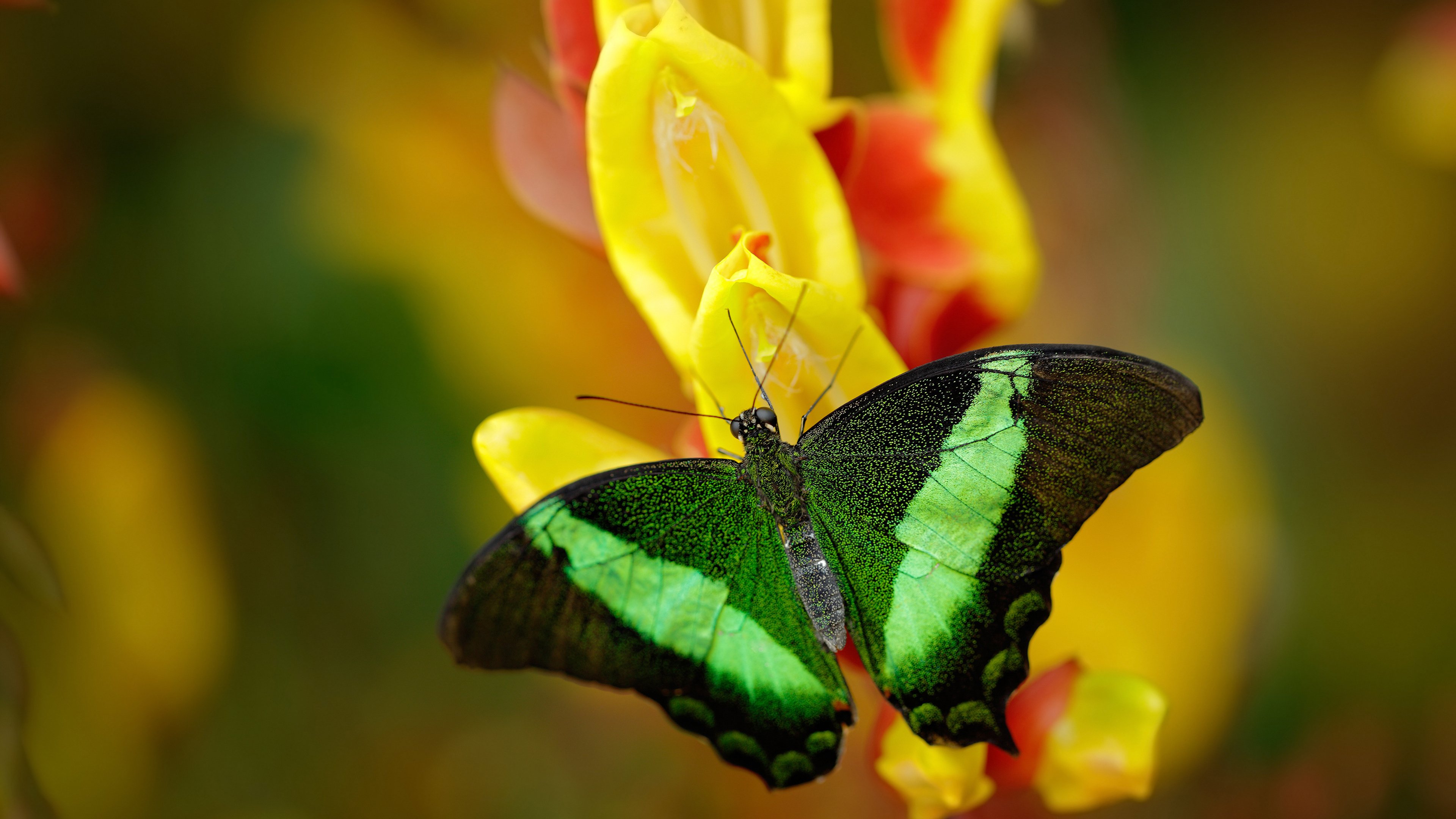 步行者潮水攻势淹没太阳，浓眉特纳化身关键先生定乾坤