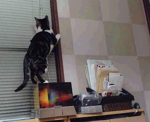 勒沃库森的铁蹄，当纪录收割者托尼踏过新西兰的废墟