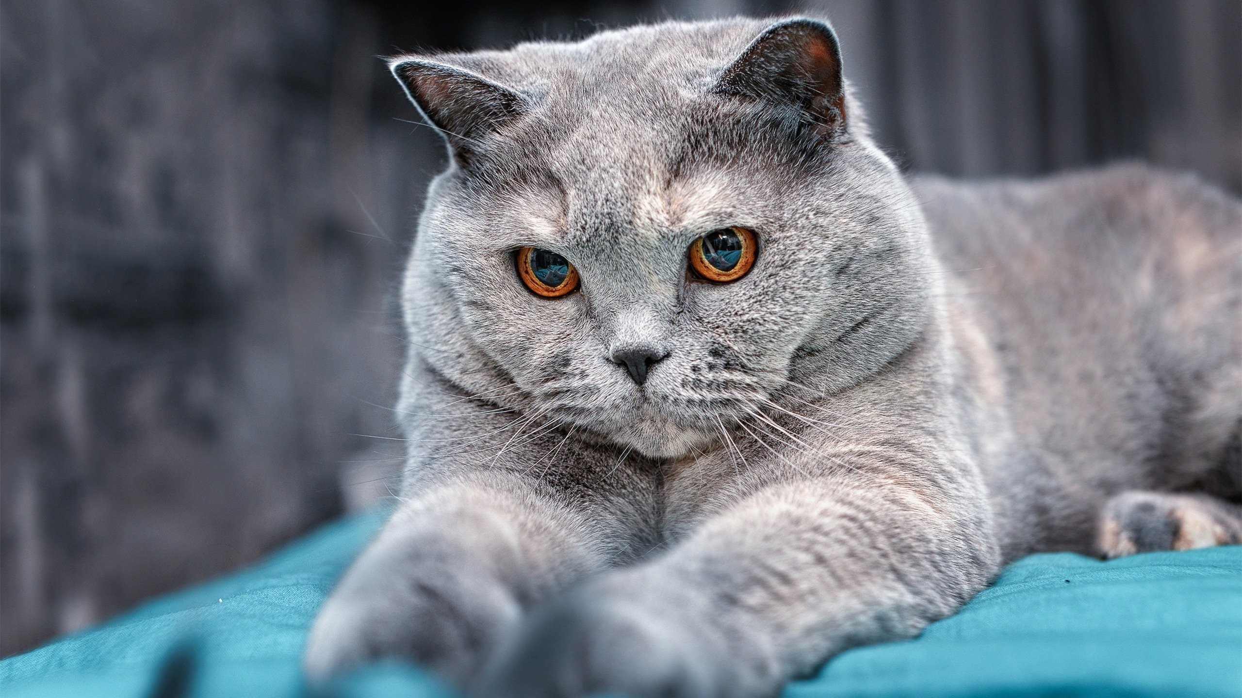 终局活塞,在排名战的悬崖边带走森林狼